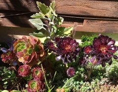 succulent_collection
