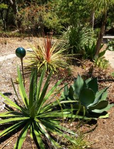 succulent_garden
