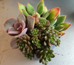 succulents