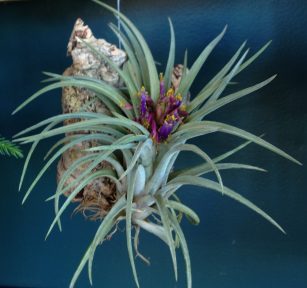 tillandsia