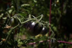 tomato_Indigo_Rose