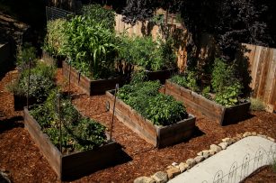 veggie_boxes_july2016