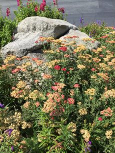 achillea_pink