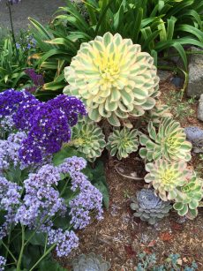 Succulents: One Solution for the New California Garden | Gardening