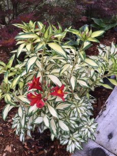 alstroemeria_variegated