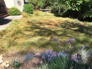 carex_pansa_fall-no-water