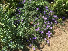 convolvulus_sabatius