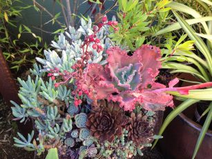 echeveria_lace-closeup