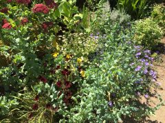sedum_autumn_joy