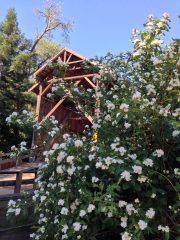 philadelphus_felton_covered_bridge