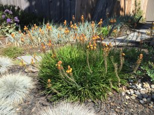 bulbine