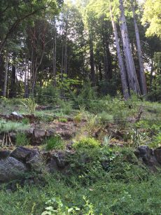 hillside_june2016