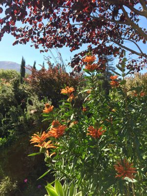 leonotis_leonuris
