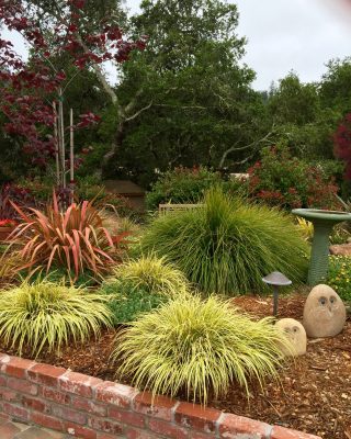phormium_acorus_lomandra