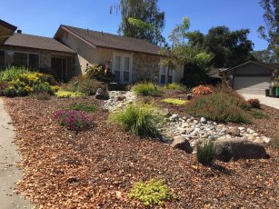 sheet_mulching_one_year_after