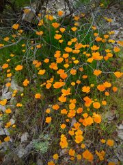 california_poppies