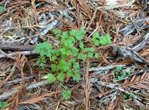 hedge_parsley_weed