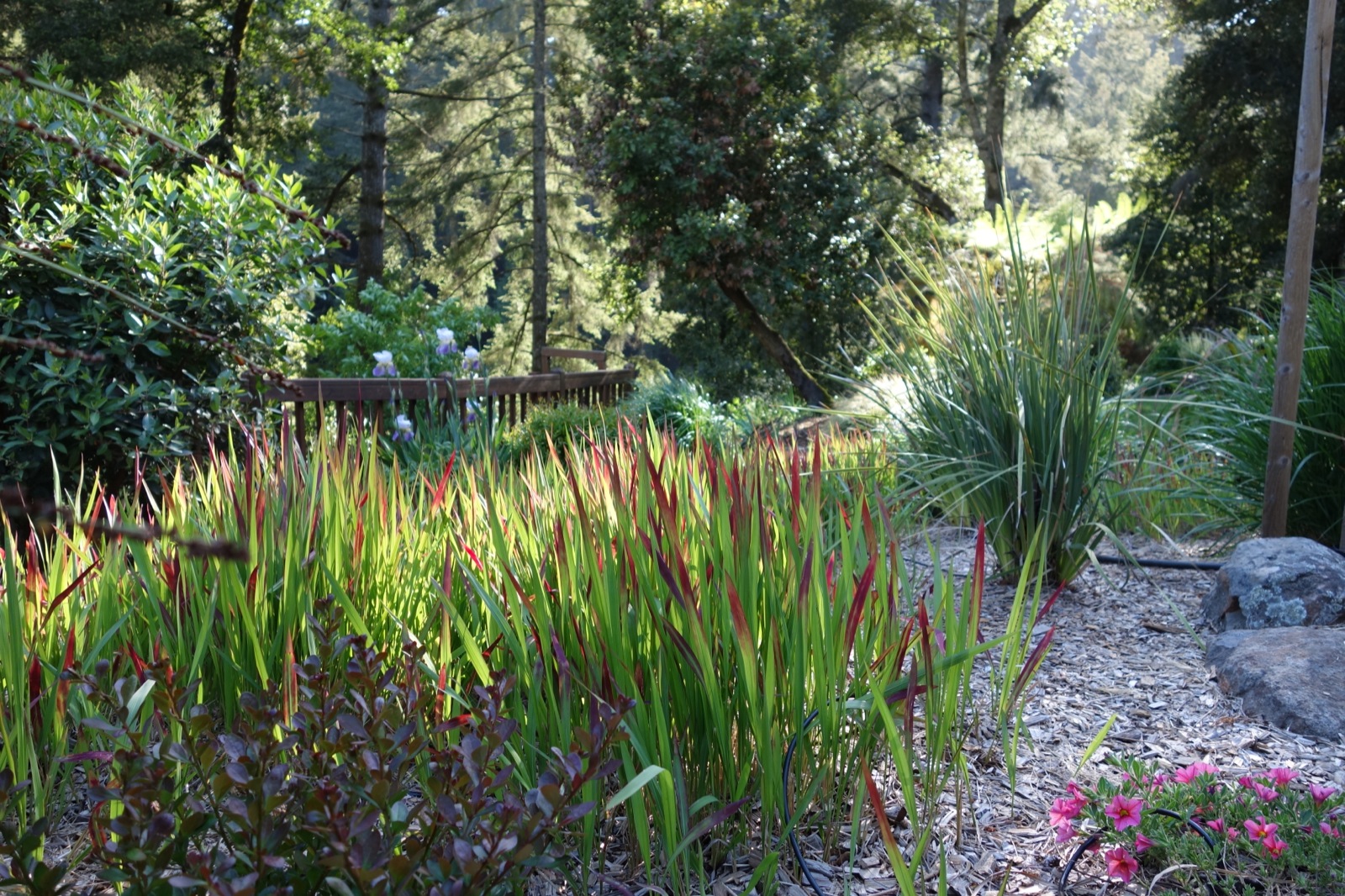 Pruning Ornamental Grasses Gardening Tips for the Santa Cruz Mountains