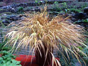 hakonechloa_winter