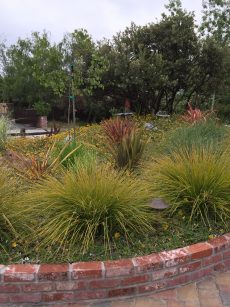 lomandra