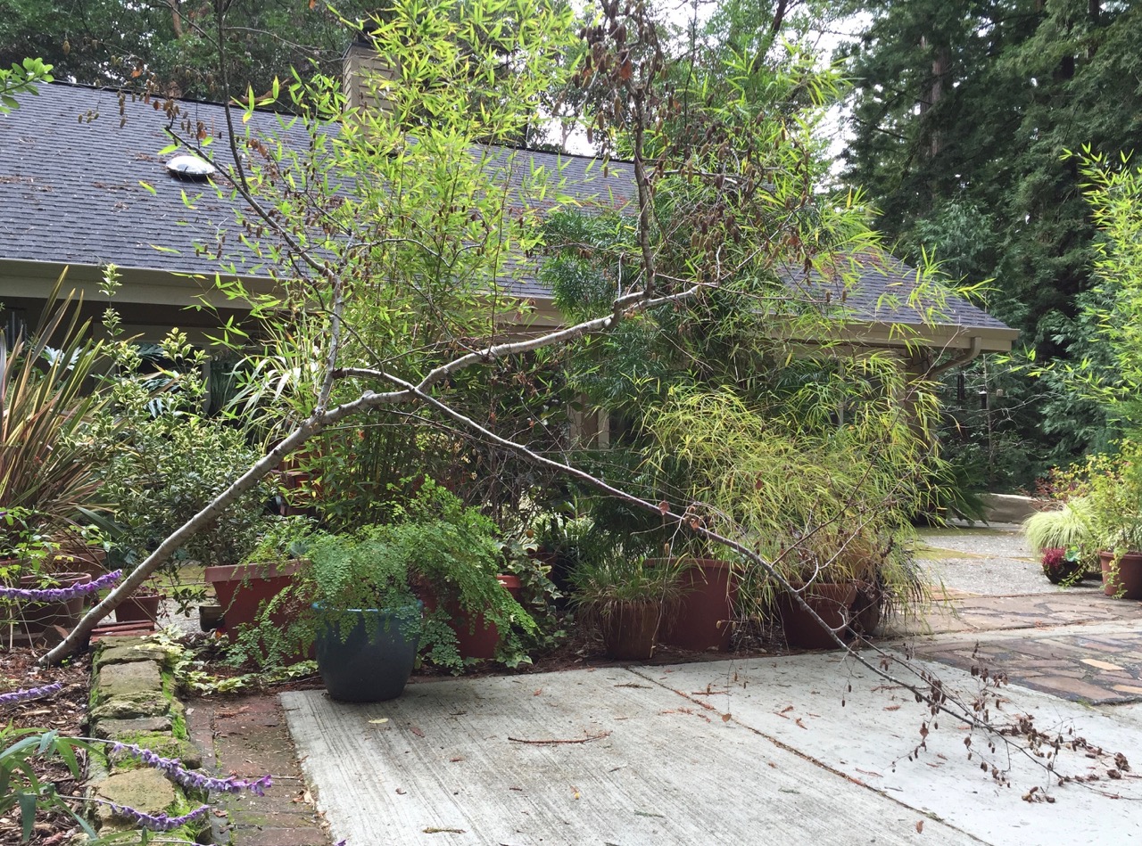 gopher resistant plants Gardening Tips for the Santa Cruz Mountains