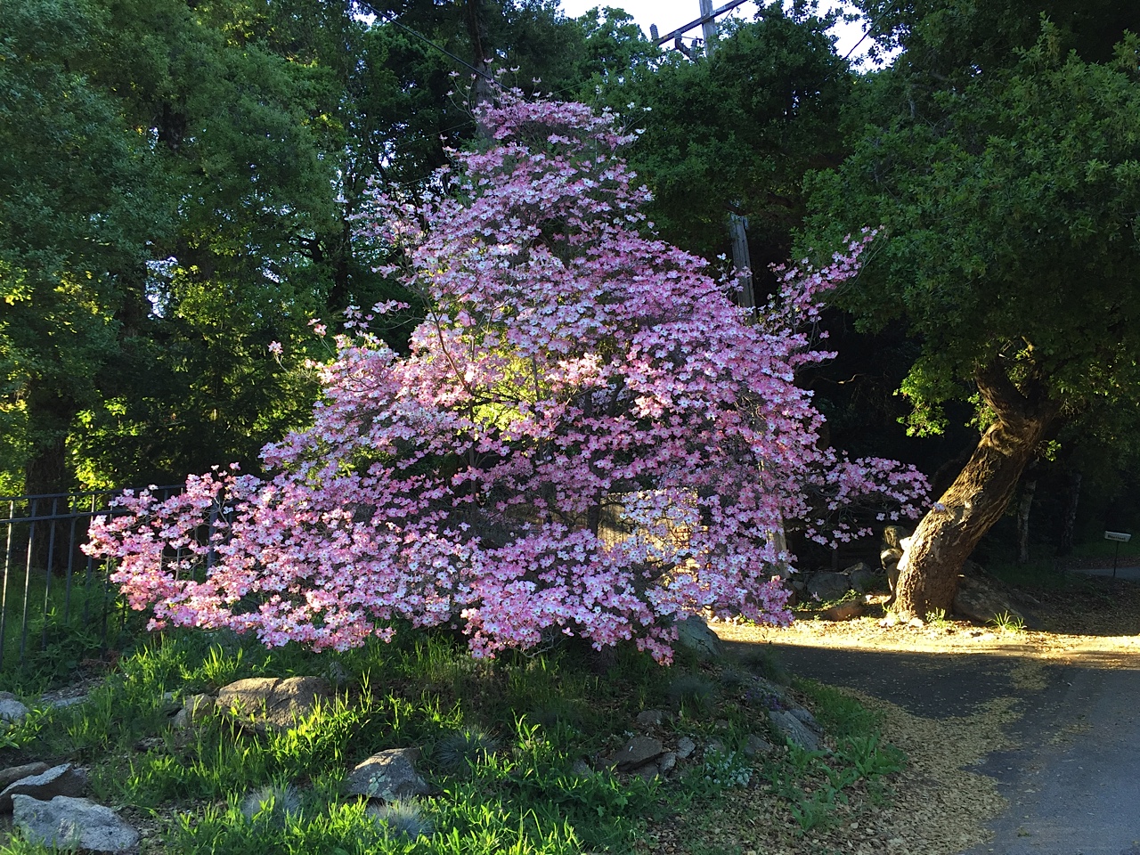 Are dogwood trees poisonous to best sale dogs