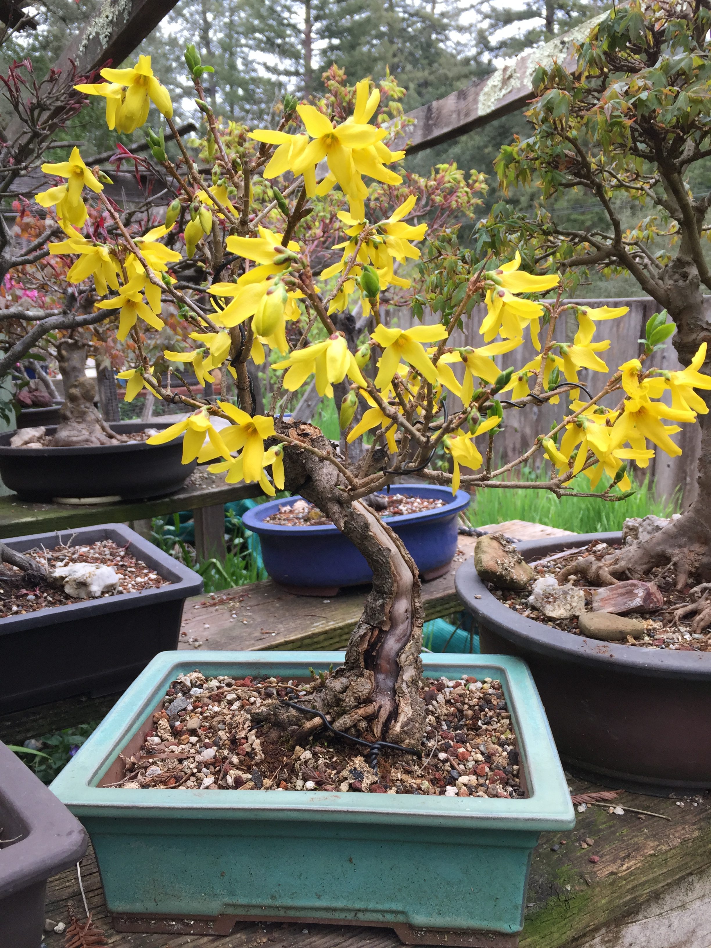 The Art of Bonsai Gardening Tips for the Santa Cruz Mountains