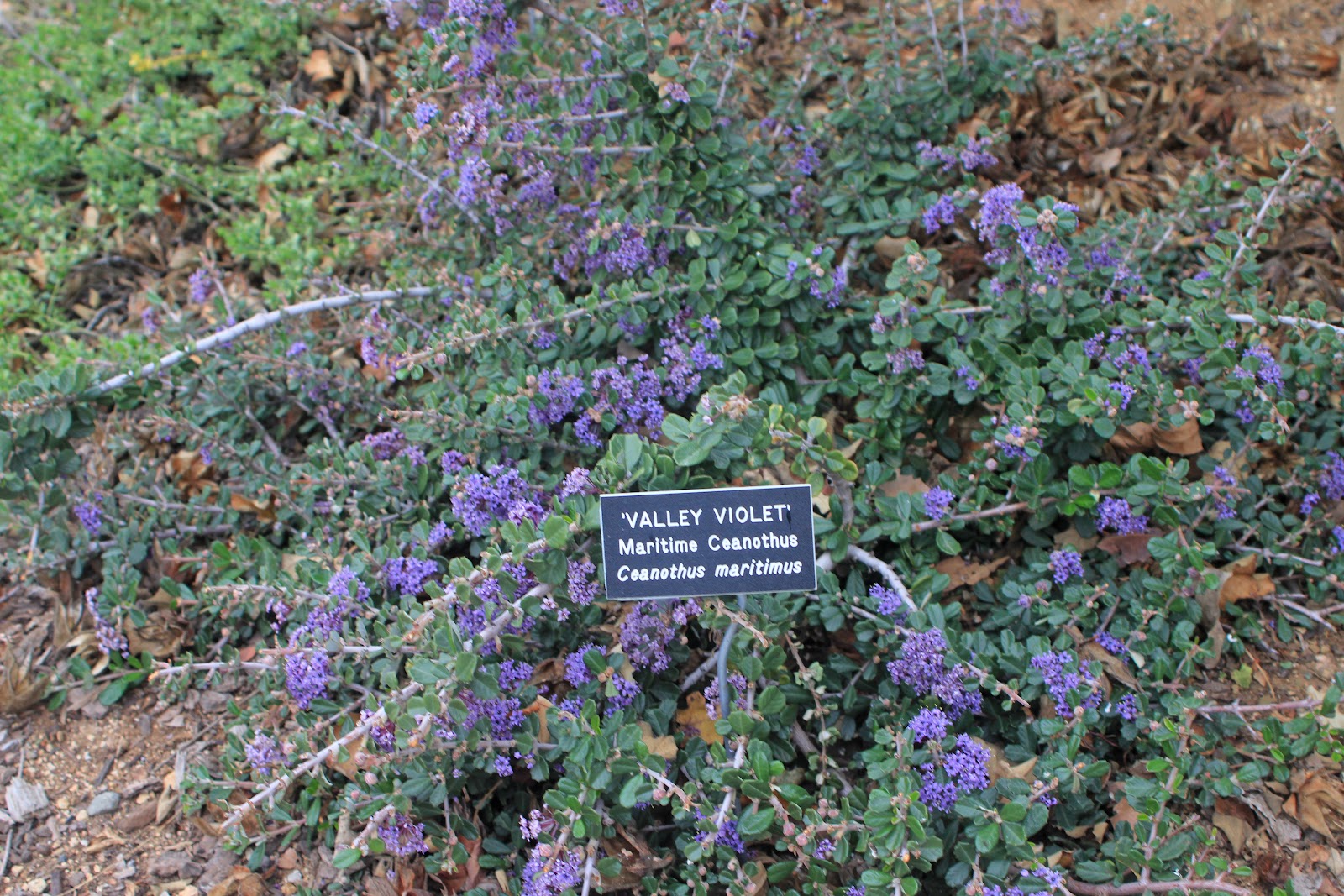 erosion control plants Gardening Tips for the Santa Cruz Mountains