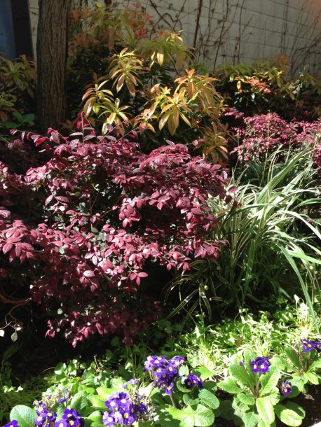 Dianella combined with loropetalum, pieris and primula