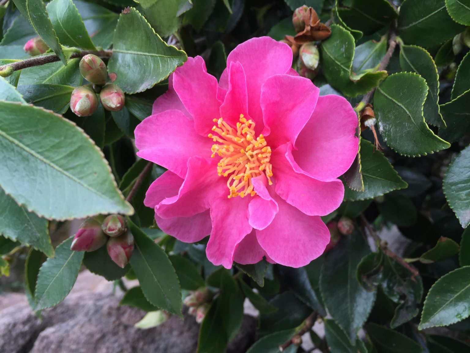 camellia sasanqua Gardening Tips for the Santa Cruz Mountains