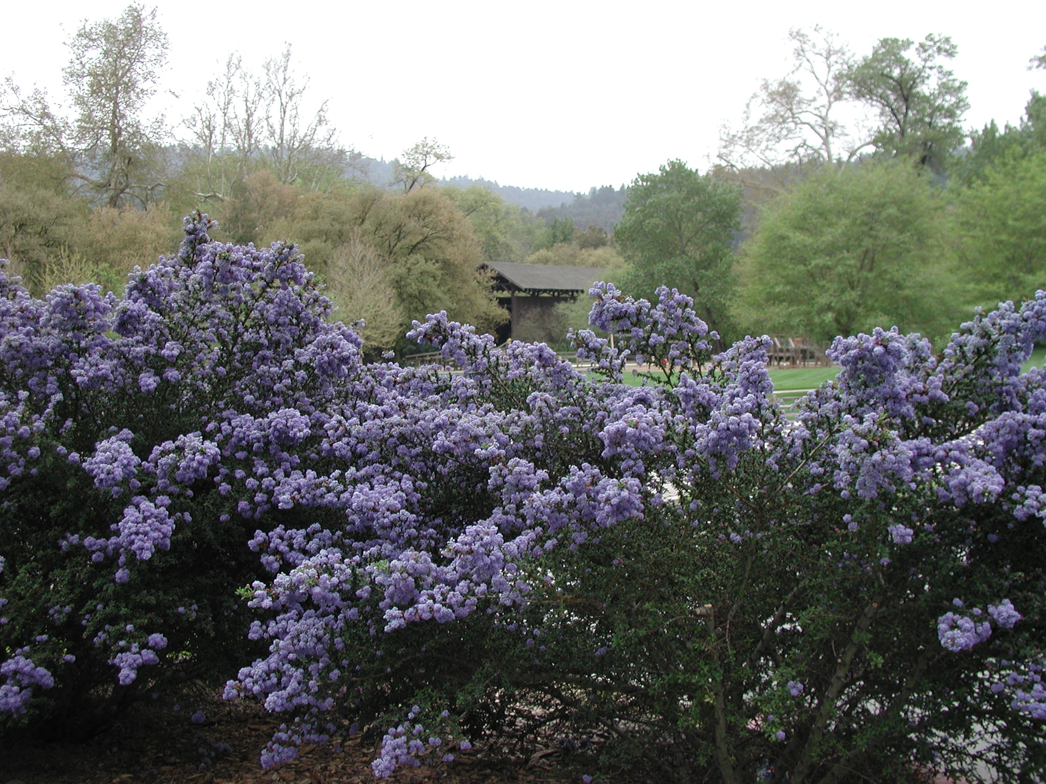 What’s Not to Love about Ceanothus? Gardening Tips for the Santa Cruz