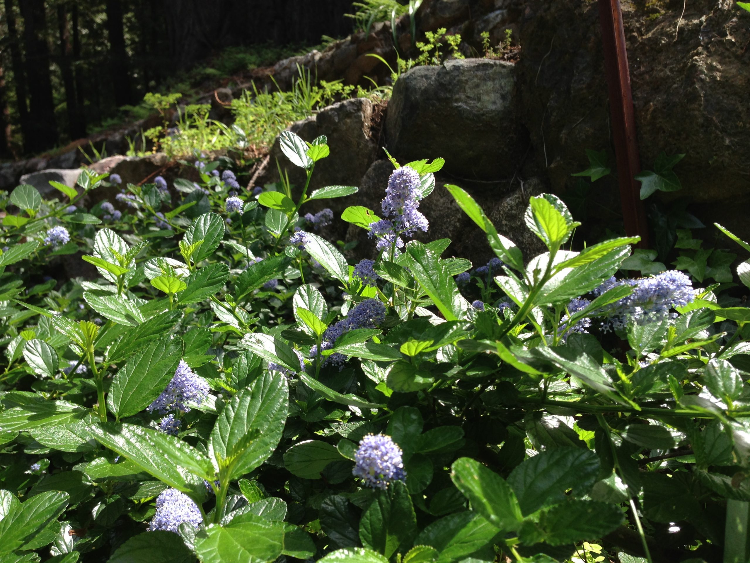 What’s Not to Love about Ceanothus? Gardening Tips for the Santa Cruz
