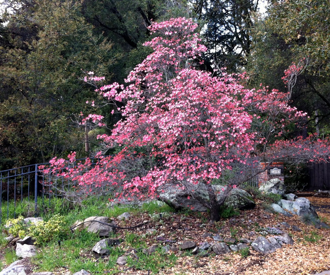 Cherokee chief dogwood discount