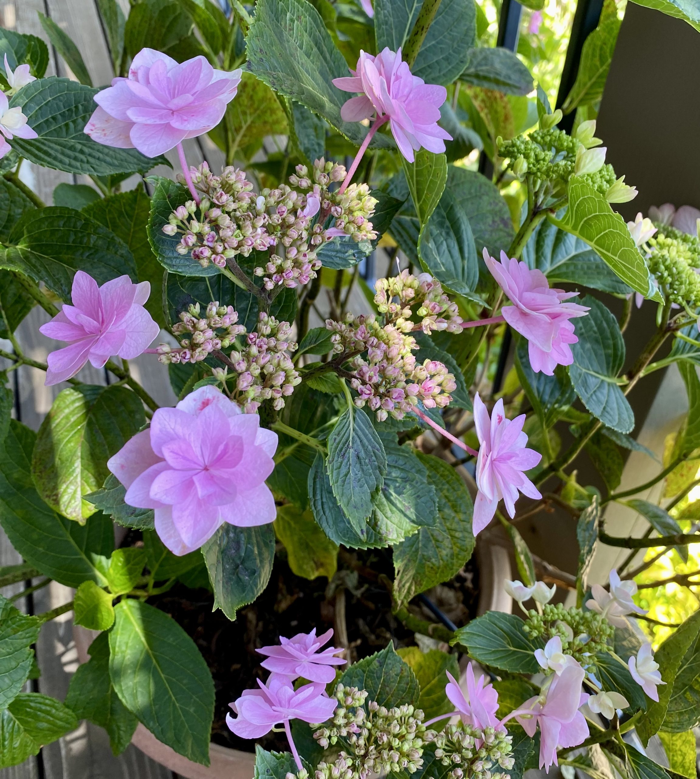 Finding Color in the Shade Garden Gardening Tips for the Santa Cruz