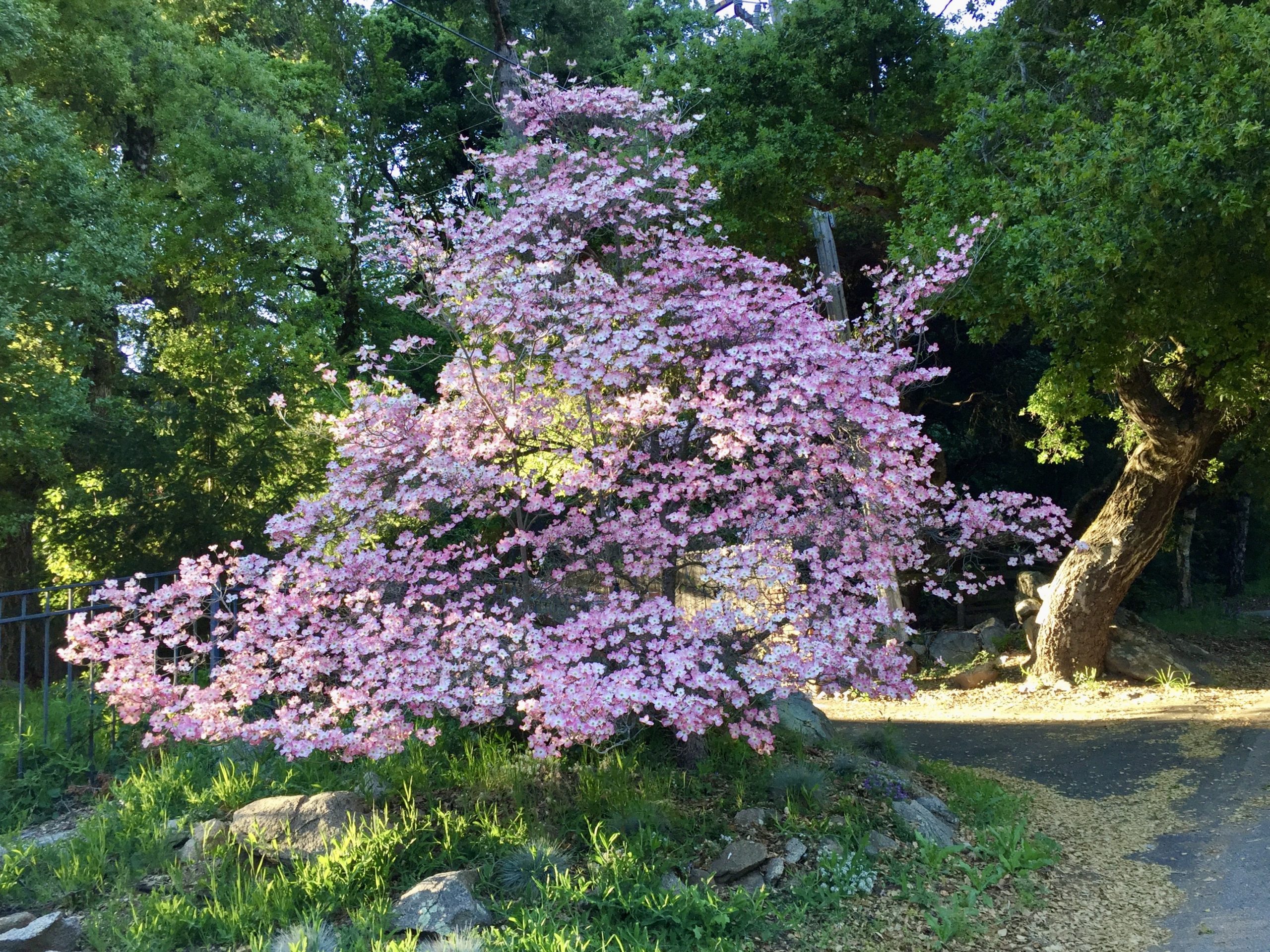 Growing Dogwoods Gardening Tips for the Santa Cruz Mountains