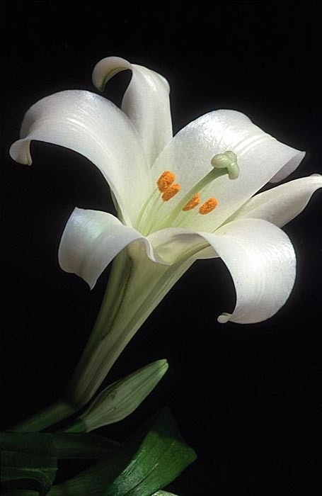 images of easter lilies. for my Easter lilies to