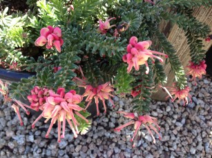 grevillea_lanigera_Mt_Tamboritha