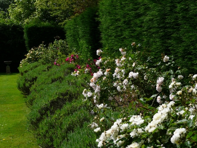 English Laurel Bushes