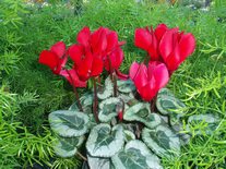 SterlingRed Cyclamen