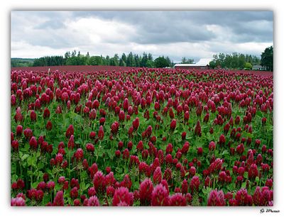 Crimson clover