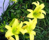 Day Lily