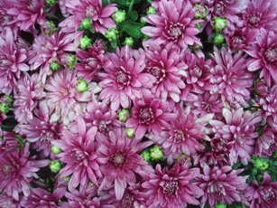 Purple Mums