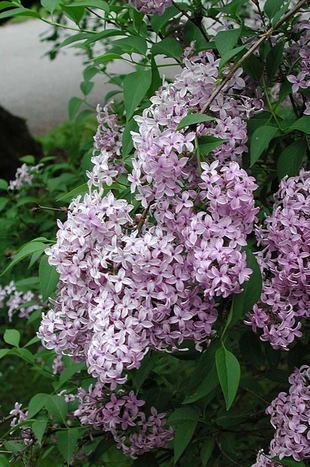 Syringa chinensis