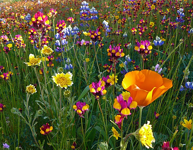 First, choose a site in full sun , To get rid of existing weeds 